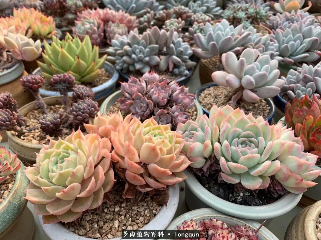 探访韩国肉锥大棚,记一次走访纪录片