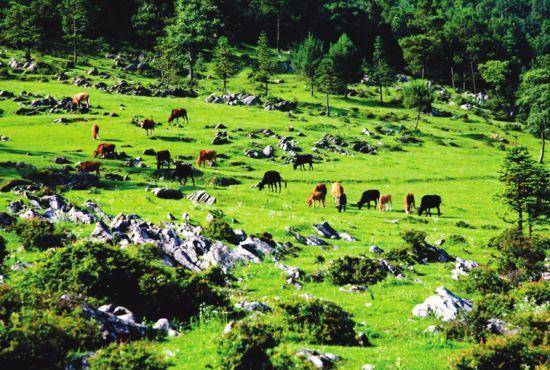春天重庆区县景点,重庆网红景点区县