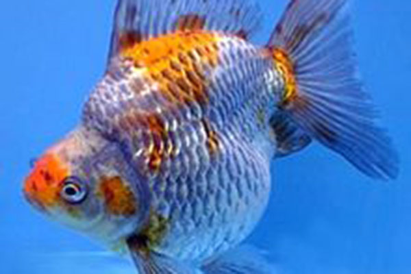 非常好看又好养的金鱼品种,各种金鱼的品种大全图片