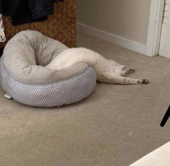 同样是腿,凭啥猫咪就能这么细长直?