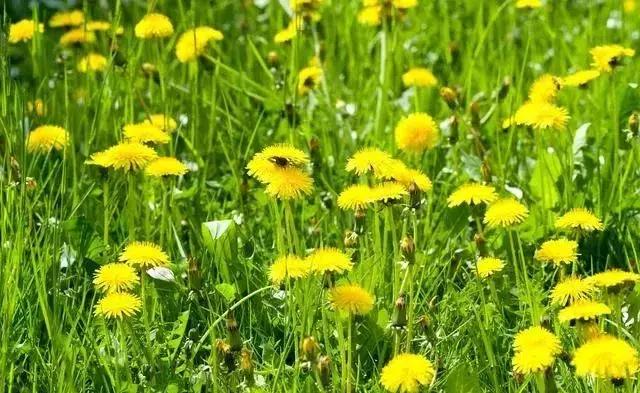 蛋鸡感冒喂什么药最好,产蛋鸡用什么药退烧