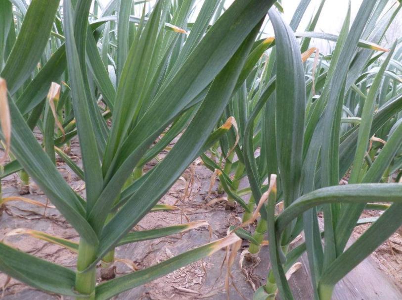 用什么菌剂修复土壤,生物菌改良土壤