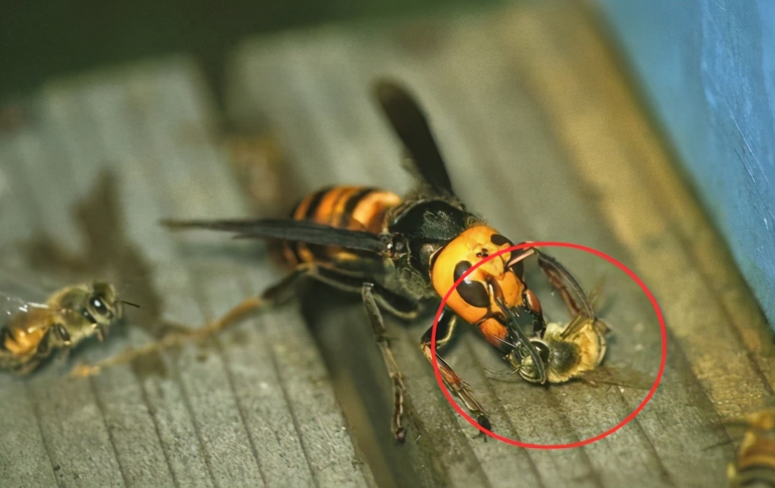 美国大黄蜂被导弹击落,亚洲大黄蜂入侵