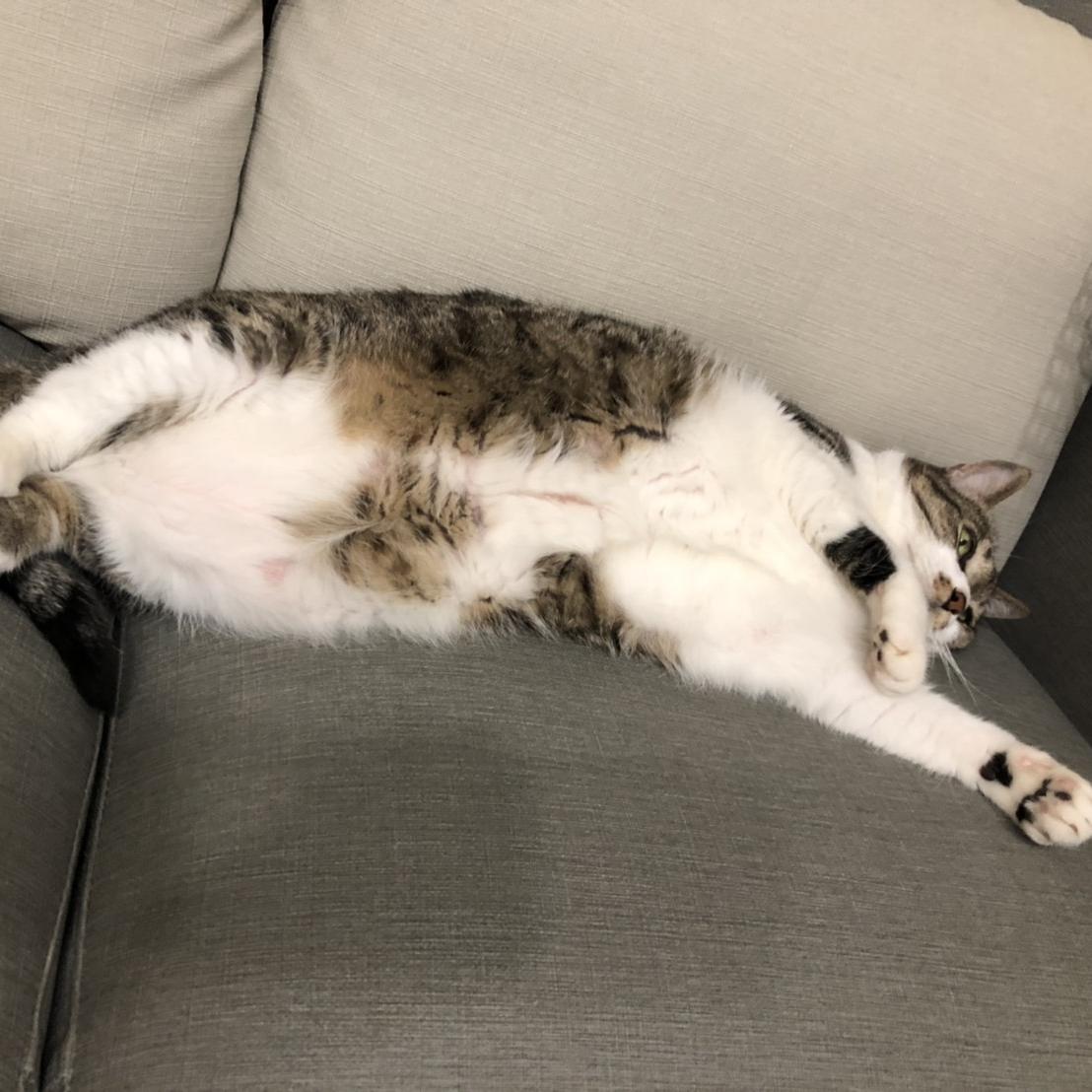 猫咪的眼睛颜色居然能决定性格,猫咪眼睛颜色竟然决定了它的性格