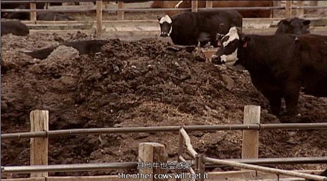 因为一个汉堡,她亲眼看着儿子死去!美国吃的食物到底有多脏...