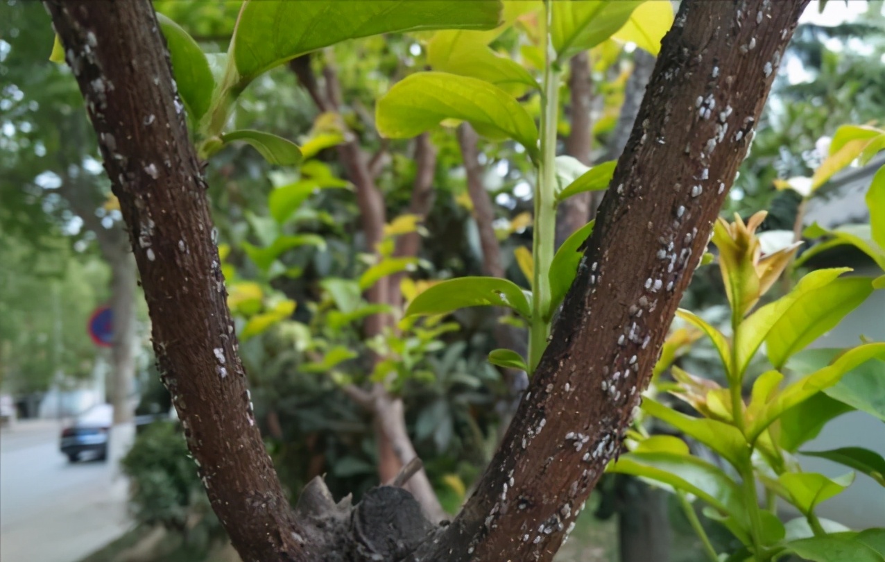 识别介壳虫,怎么判断介壳虫死活