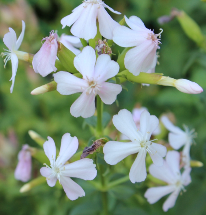 每个十一月生日对应的生日花,365天每天代表生日的花有哪些