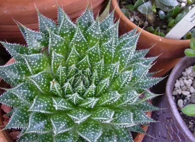 波露和雪花芦荟哪个好看,波路芦荟怎么养