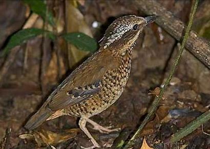 东江揽胜,惠州淡水常见鸟类图谱