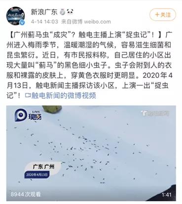 神秘小黑虫,芝麻大小的小黑虫咬人特别痒