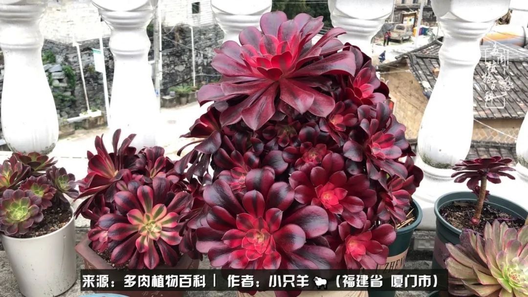 多肉像葡萄一样,多肉像铃兰一样