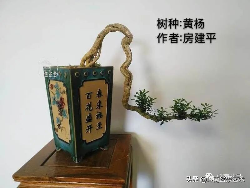 广东的盆景有哪些,适合广东玩的盆景