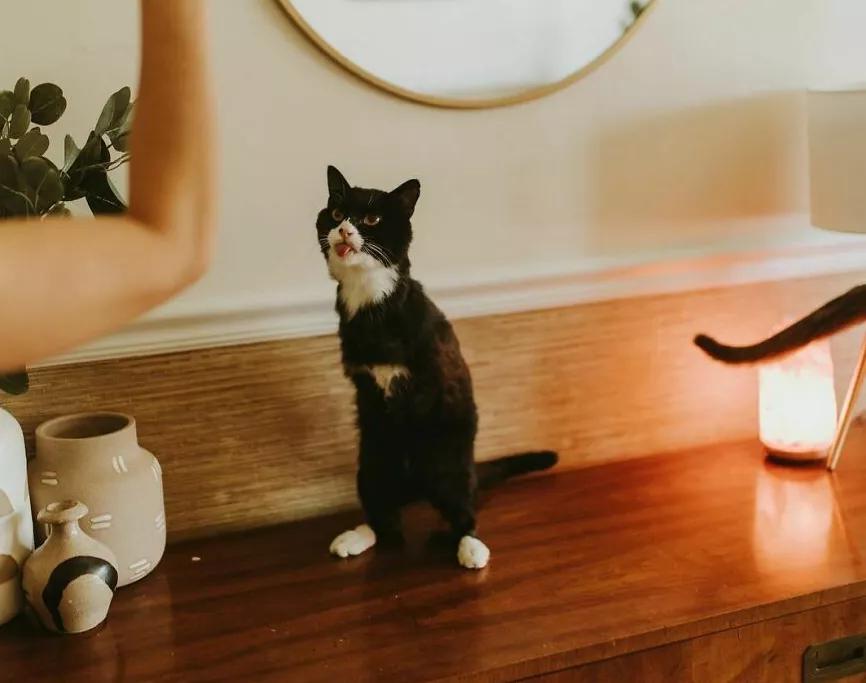 无法领养残疾猫,有些流浪猫不适合领养