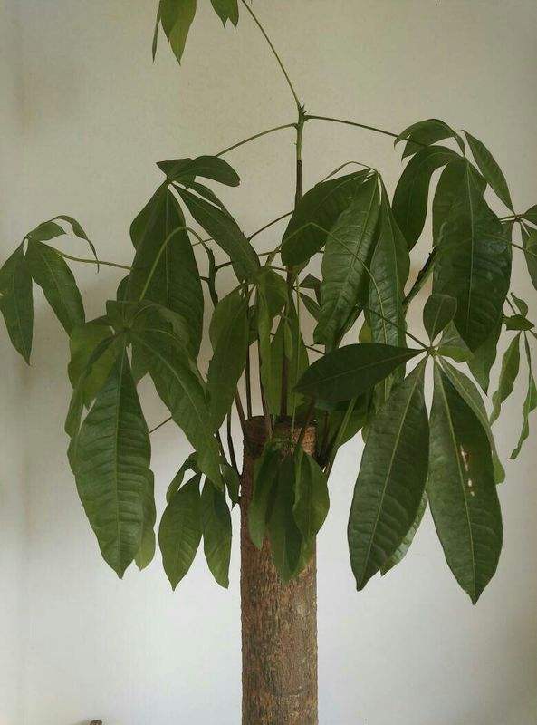 发财树叶子低垂怎么回事,发财树叶子不舒展卷曲怎么办