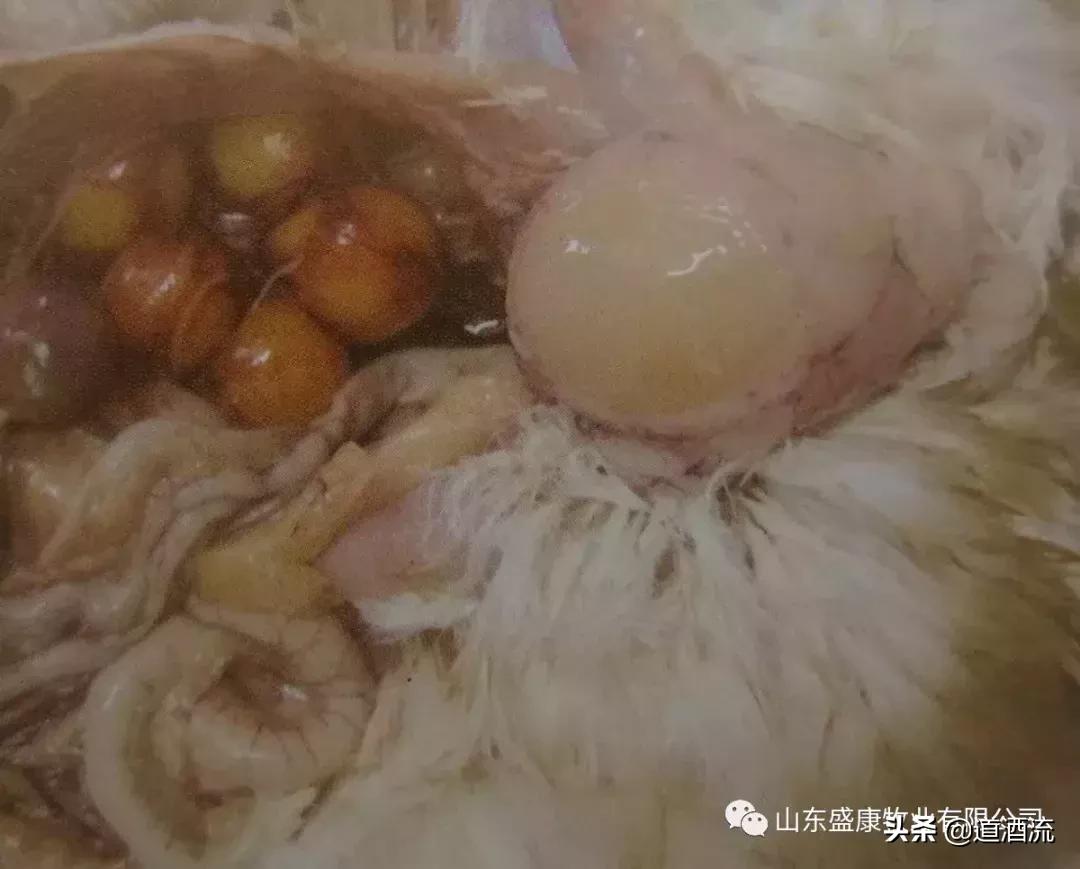 鸭中暑怎么防治,鸭子夏天中暑怎么防备