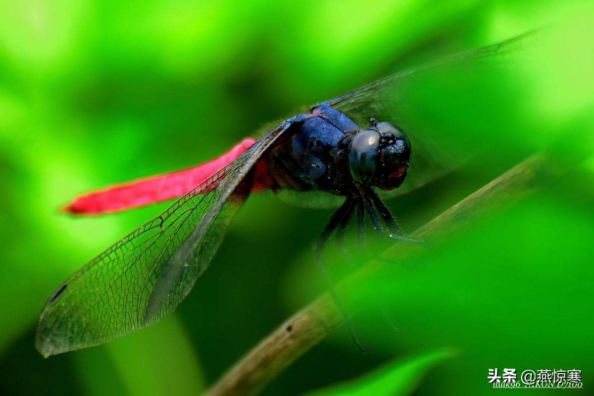 尼康单反有哪些经典镜头,尼康十大经典相机与镜头