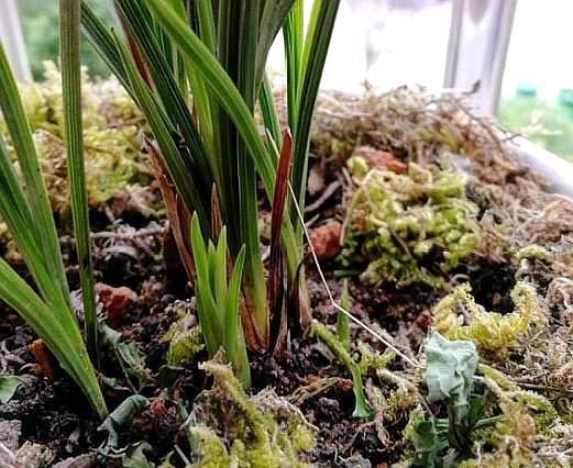 兰花长新根最快的方法,兰花新芽与老苗长得不一样