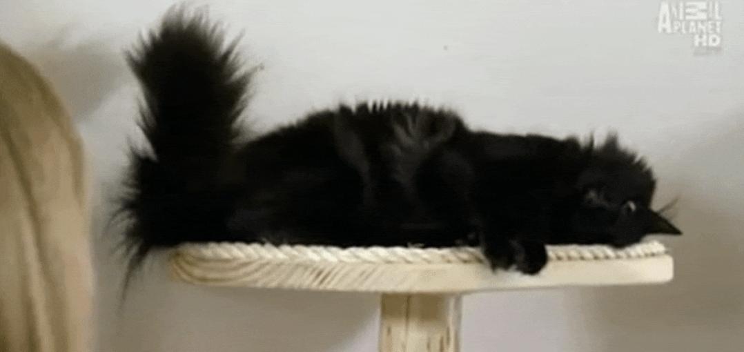 猫为什么总凶别人,猫为什么凶新来家的小猫