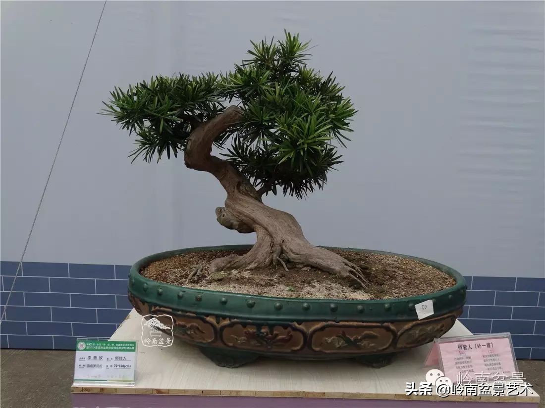 罗汉松盆景开运招财，非其莫属！清风雅韵，当之无愧！