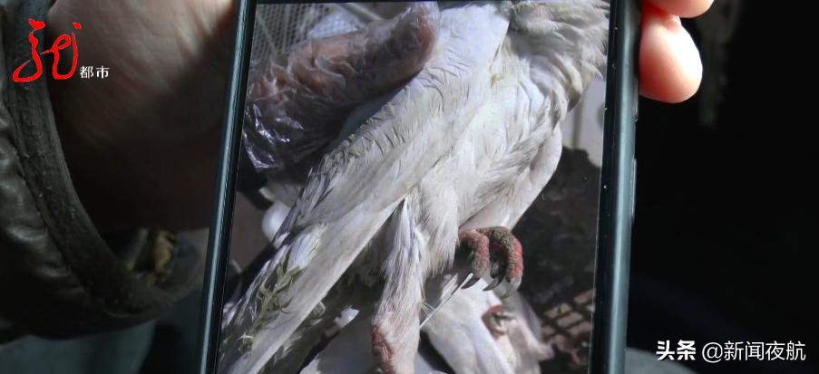 快递鸽子七天会死吗,快递七天途中鸽子会饿死吗