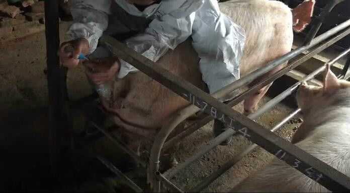 母猪深部输精是不是输完就拔管,后备母猪深部输精还是浅部输精好