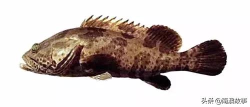 潮汕热销海鲜品种,潮汕常见的海鲜大全