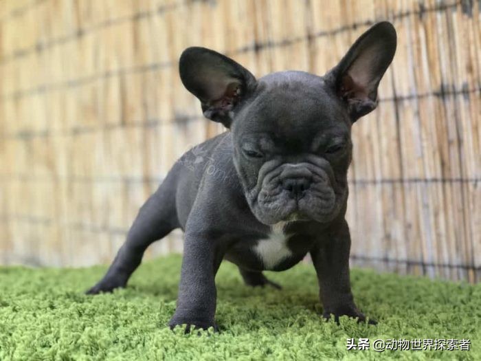 最萌最可爱的小奶狗,十大最可爱的宠物狗排名