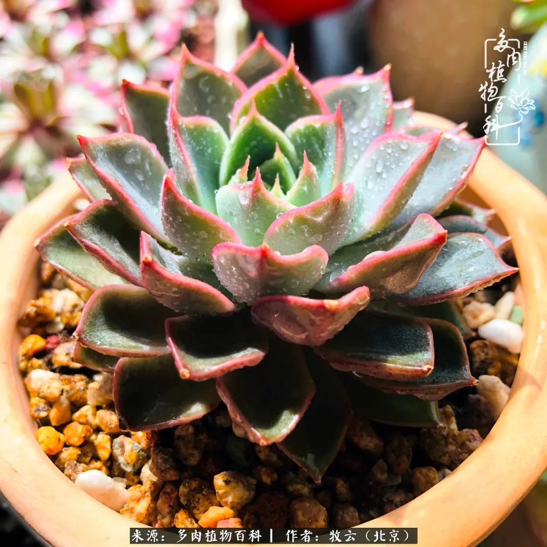 多肉植物生活,多肉生活充满诗意