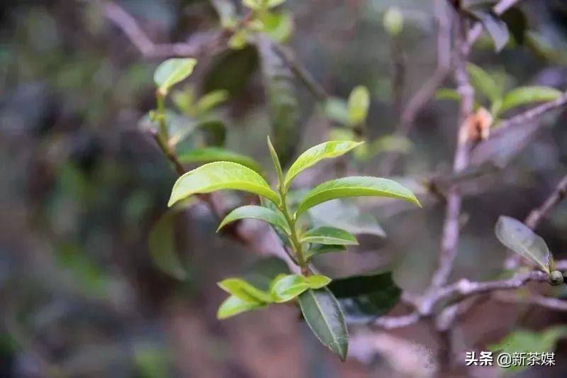 六大茶山经典普洱茶是什么,古六大茶山普洱茶特点