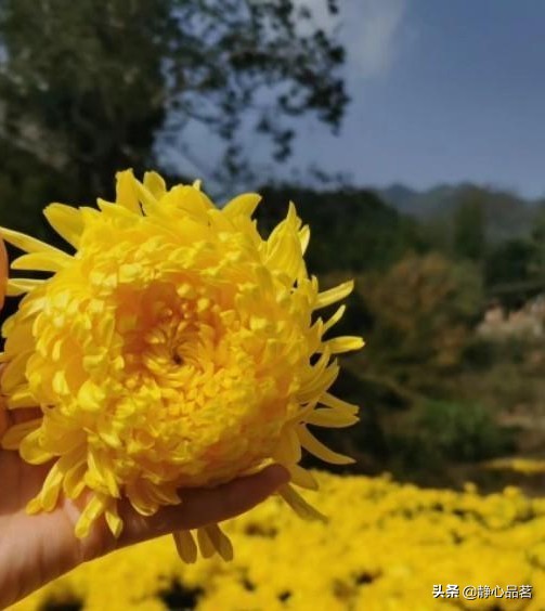 金丝皇菊清肝明目最佳选择,清肝明目去火的菊花品种有