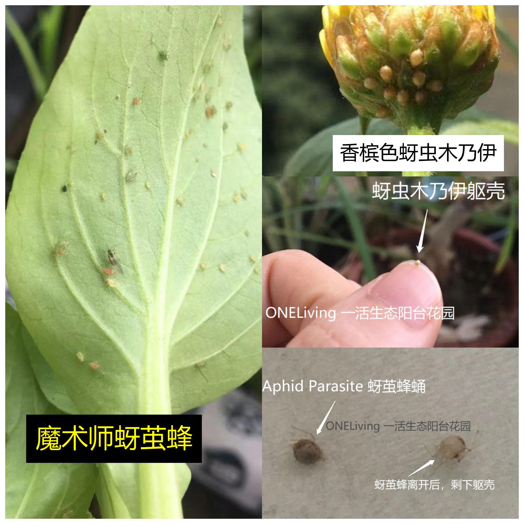 蚜虫白粉蚧,菜苗蚜虫怎么除虫最好用