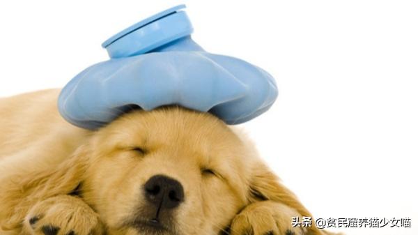 金毛狗狗中暑症状和解救方法,狗狗如何防止猫咪中暑