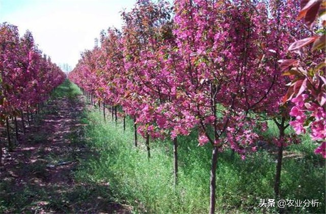 四季海棠种植方法,玫红四季海棠扦插种植