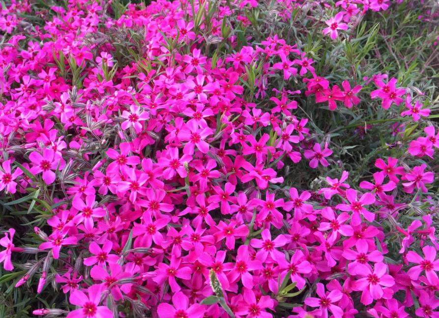 不花钱自制养花土可以吗,养花用过的旧土怎么处理