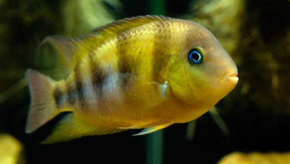 南美慈鲷,慈鲷有黑色的吗