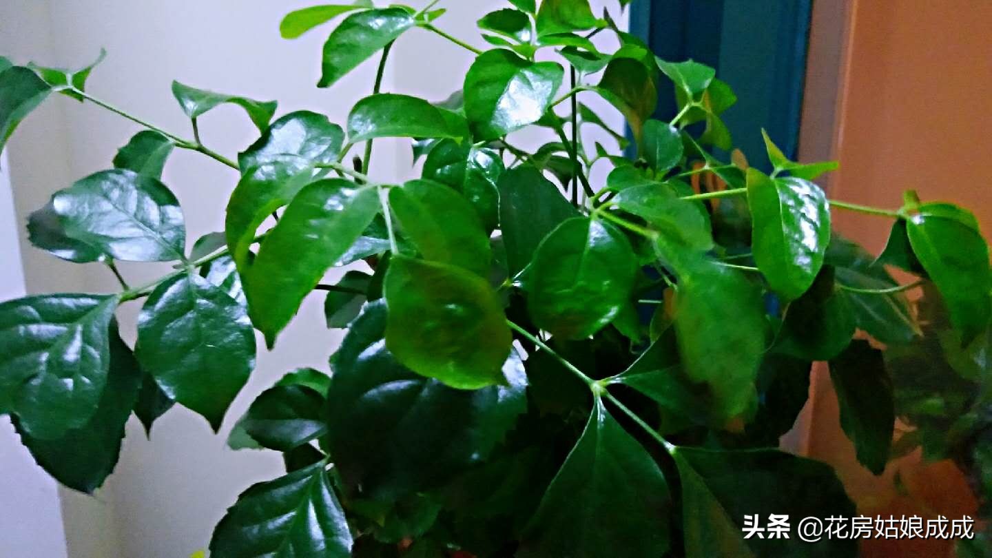 现在这个时间花黄叶是什么原因,冬天栀子花叶脉黄叶的解决办法