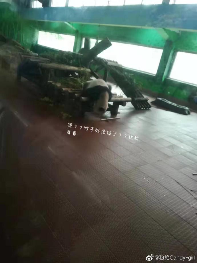 20块钱穷鬼的广州动物园之旅,第二次带你去广州动物园玩