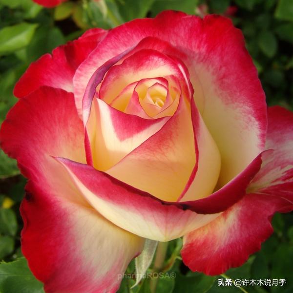 比较香又好养的月季 (颜值高又好养的月季适合阳台党的)