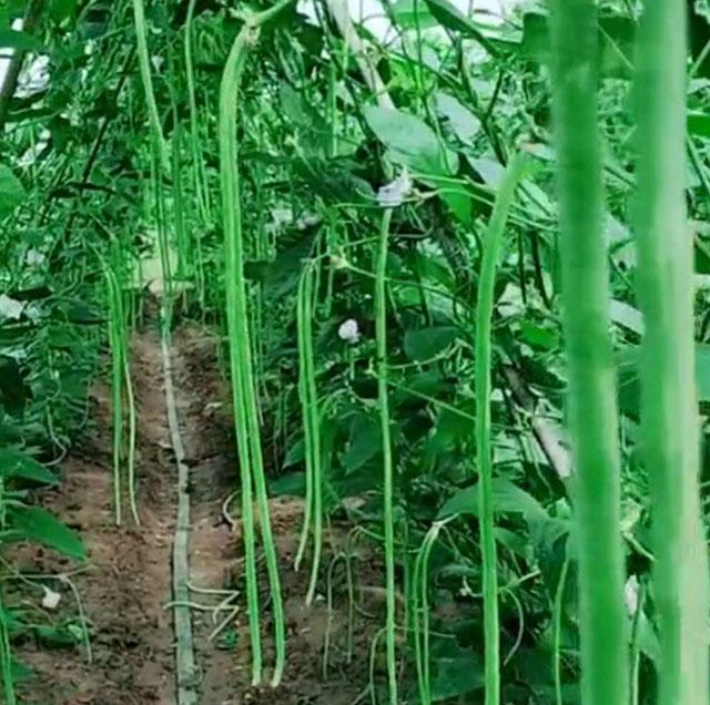 高氯甲维盐对豆角钻心虫有效吗,豆荚螟与豆角钻心虫的区别