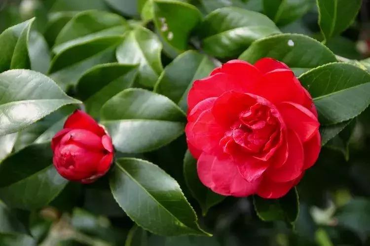 刚装修房子放的花没几天都黄叶了,花突然蔫了怎么回事