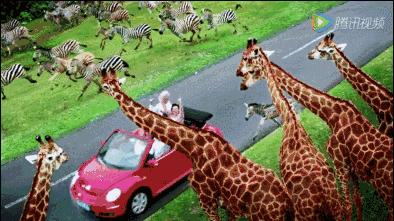 广州长隆附近住宿推荐3大2小,广州长隆2大1小套票旅行团