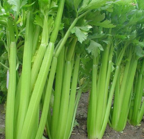 芹菜怎么种出芽率高,芹菜怎么种出苗最快