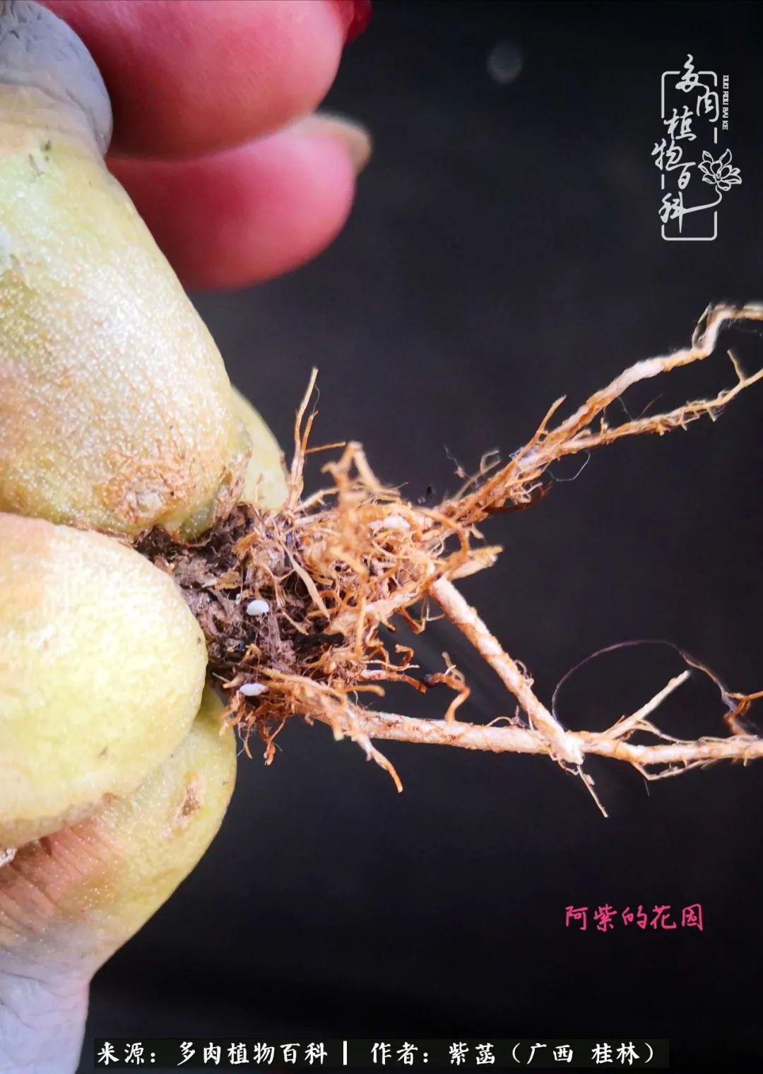 如何在夏天买的多肉度夏,多肉度夏好帮手