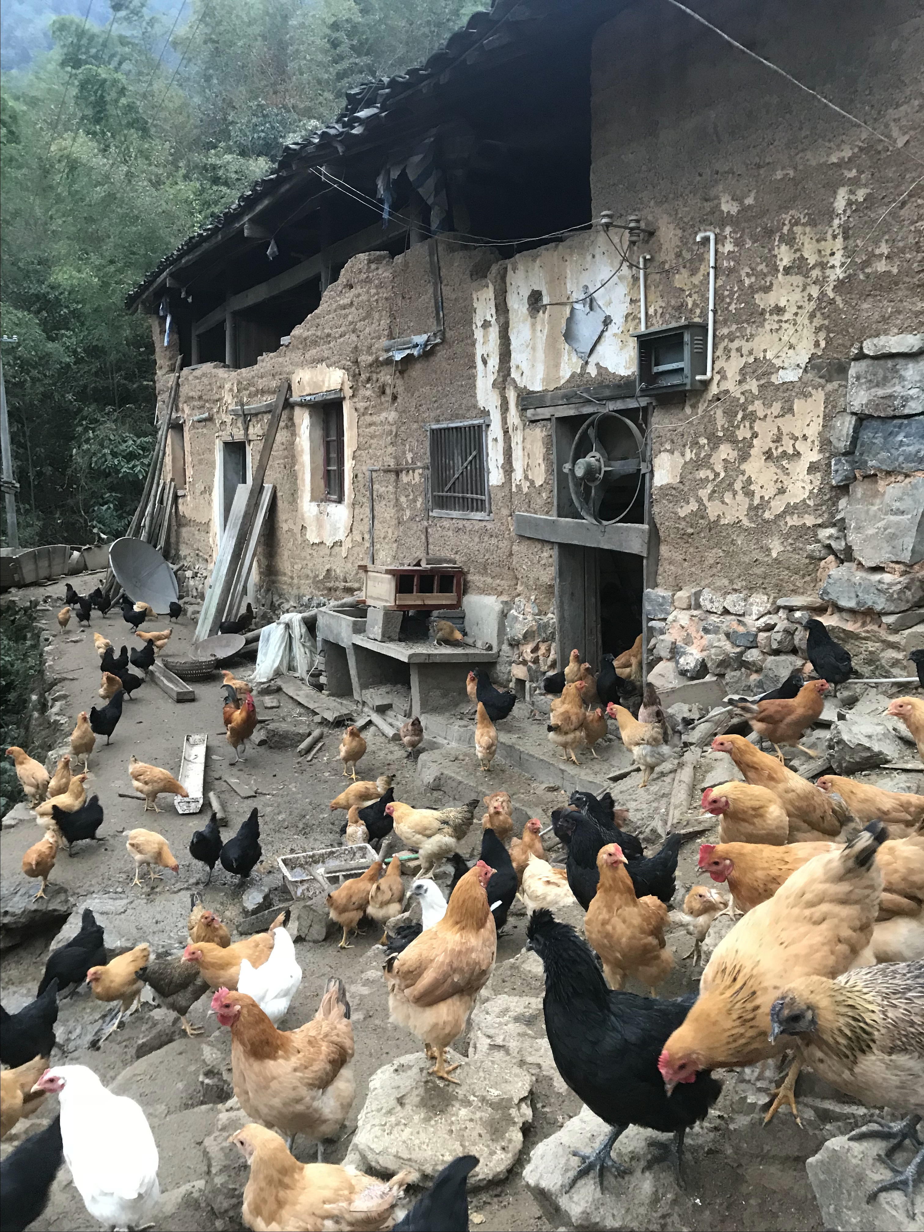 养殖2000只土鸡的成本与利润,怎么养土鸡赚钱