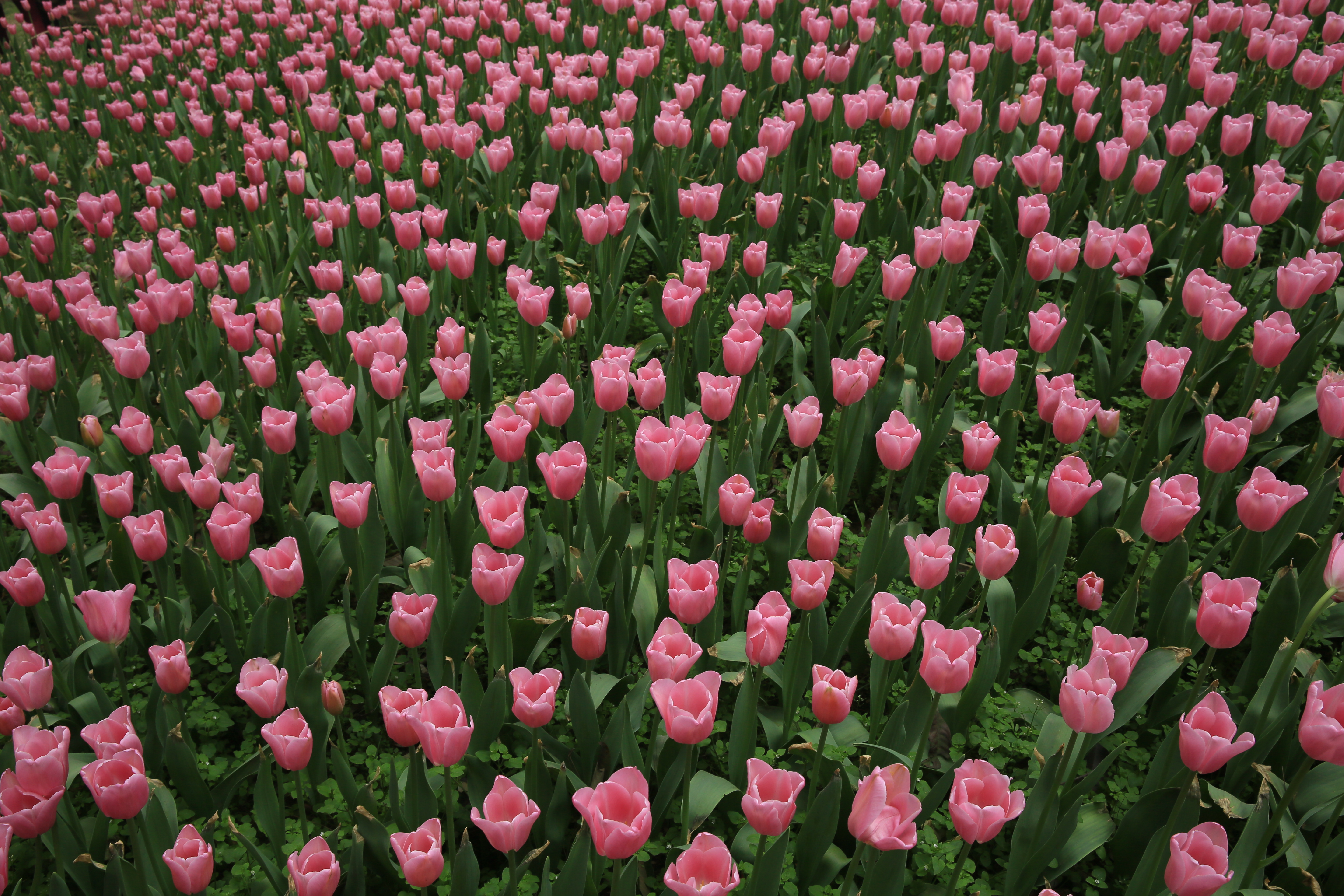 钂叉睙鐭宠薄婀栧ソ鐜╀笉,钂叉睙鐭宠薄婀栧ソ鑰嶅悧