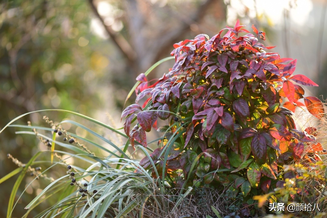 零下9度来袭，花园里的绿色是那么动人|园丁