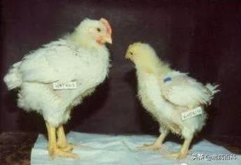 鸡不长肉消瘦怎么回事,鸡消瘦不长肉怎么治疗