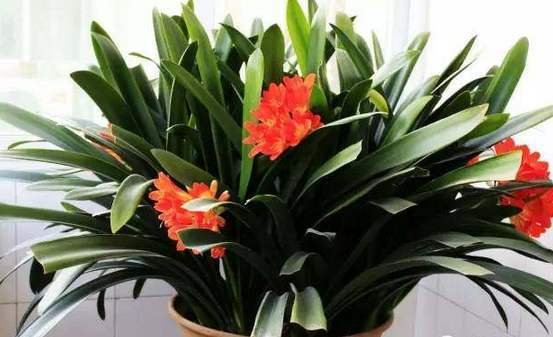 君子兰放在家里什么地方长得最好,君子兰养在家里哪个位置