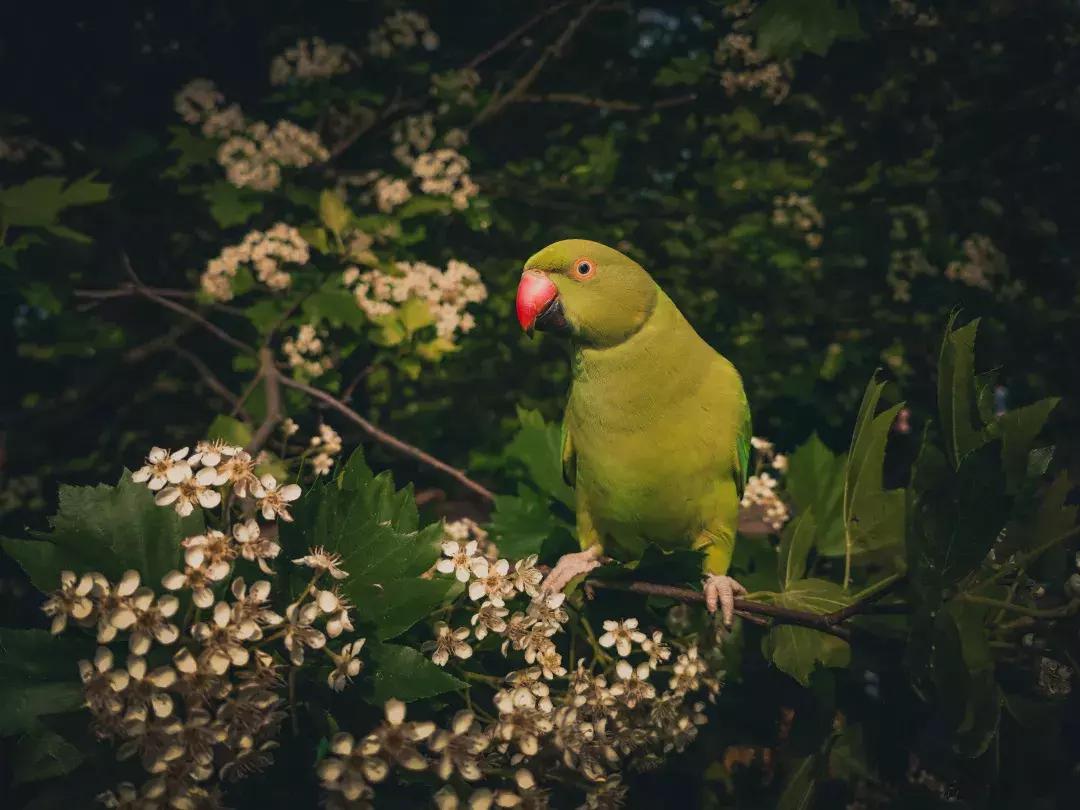 华为p30的镜头模组叫什么,华为p30镜头是蓝宝石的吗