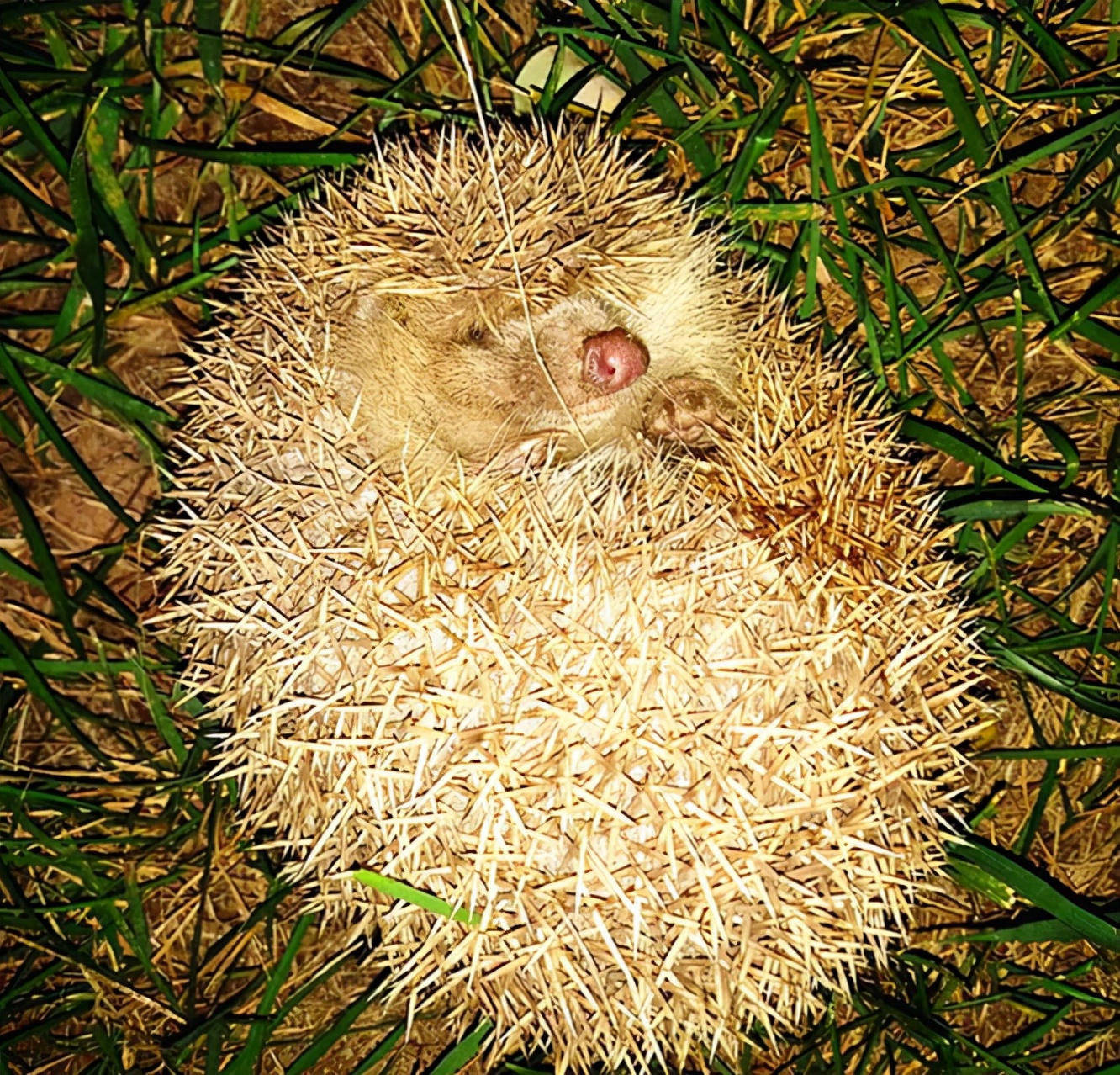 刺猬经常出现在哪里,刺猬在小时候常见吗